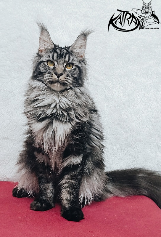 Katran Jasmin - Junior maine-coon 8.5 months