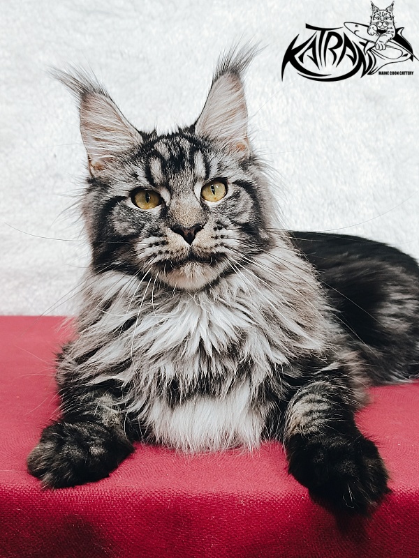 Katran Jasmin - Junior maine-coon 8.5 months