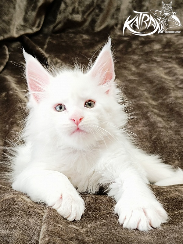 Katran Jenna - Kitten maine-coon 1 month 2 weeks