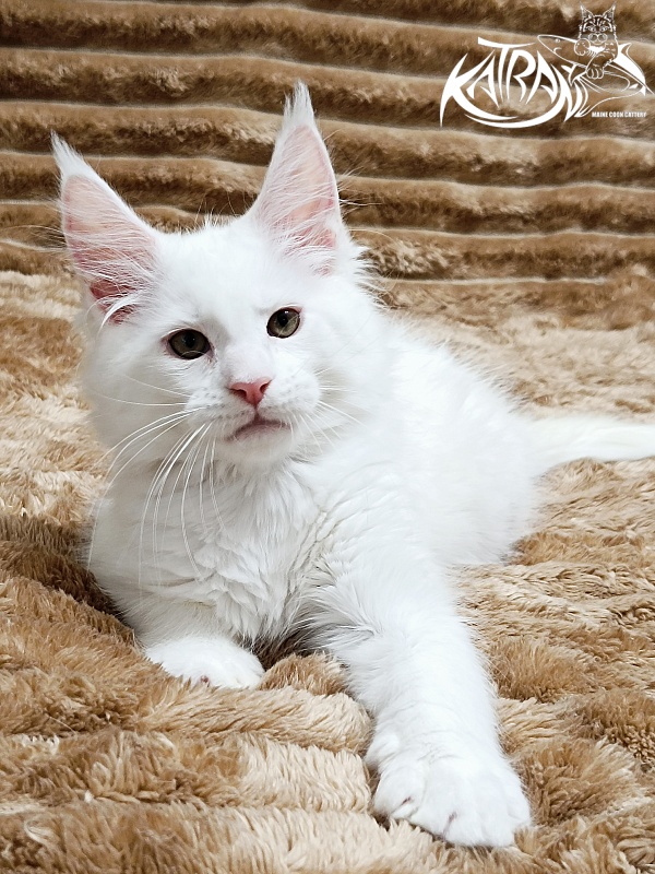 Katran Jenna - Kitten maine-coon 2 months 1 week