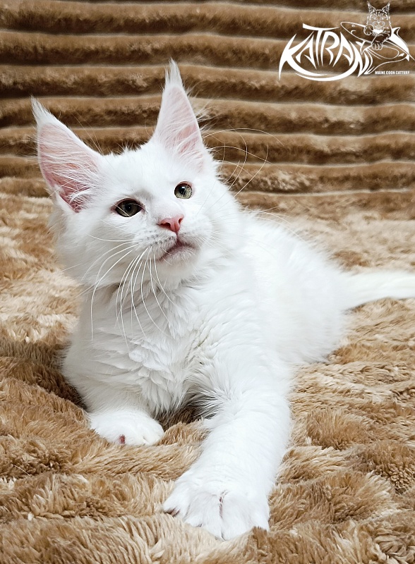 Katran Jenna - Kitten maine-coon 2 months 1 week