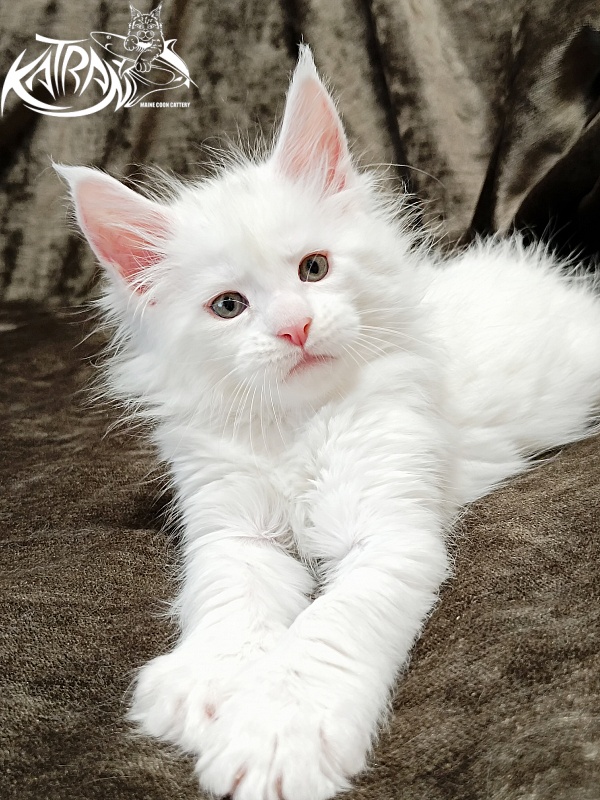 Katran Jenna - Kitten maine-coon 1 month 2 weeks