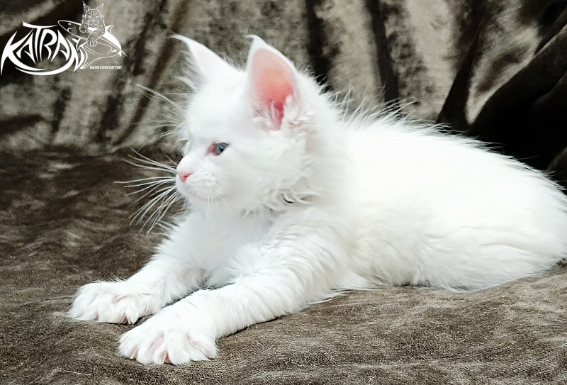 Katran Jenna - Kitten maine-coon 1 month 2 weeks