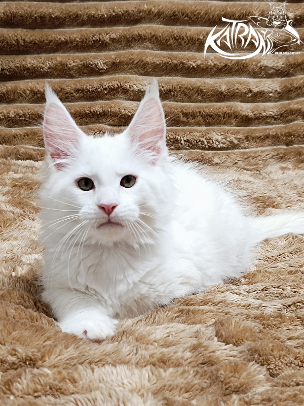 Katran Jenna - Kitten maine-coon 2 months 1 week