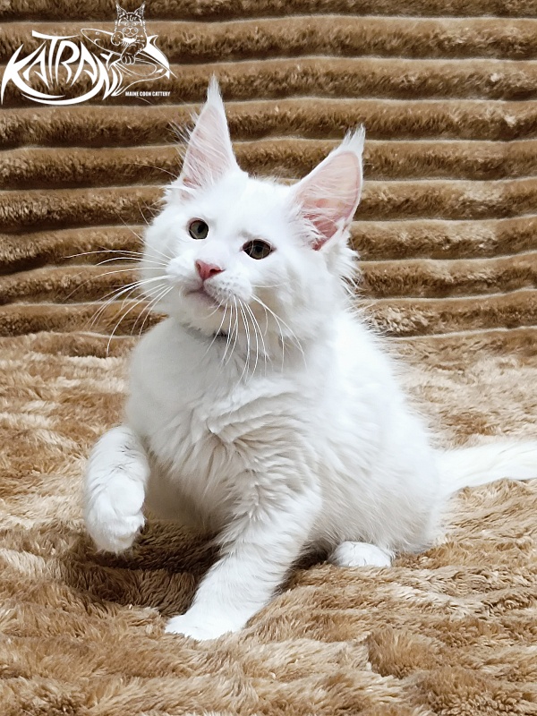Katran Jenna - Kitten maine-coon 2 months 1 week