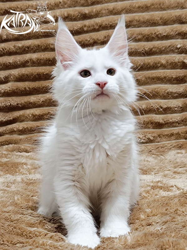 Katran Jenna - Kitten maine-coon 2 months 1 week