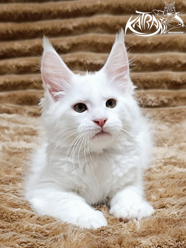 Katran Jenna - Kitten maine-coon 2 months 1 week