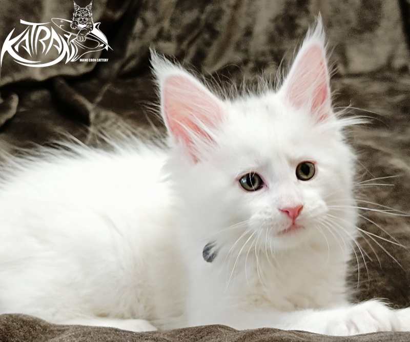 Katran Jenna - Kitten maine-coon 1 month 2 weeks