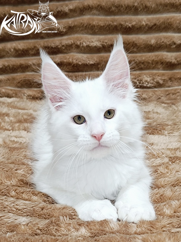 Katran Jenna - Kitten maine-coon 2 months 1 week