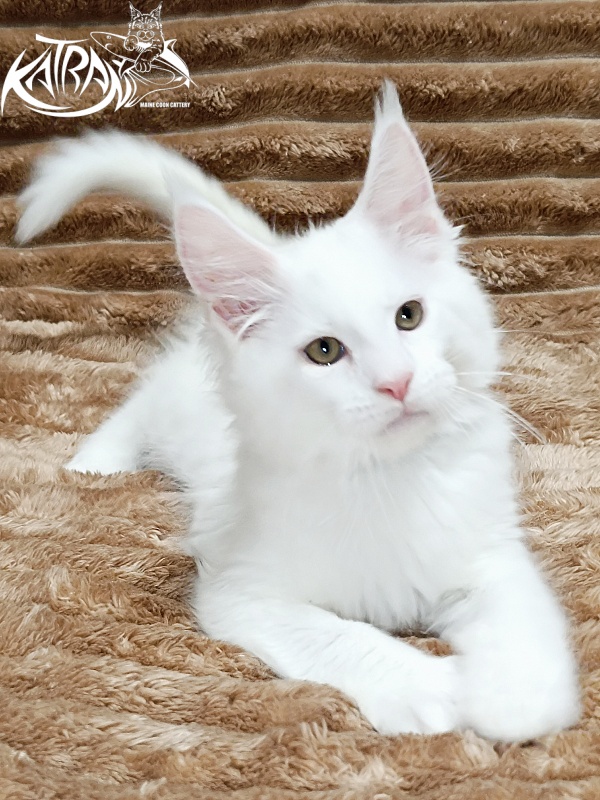 Katran Jenna - Kitten maine-coon 2 months 1 week