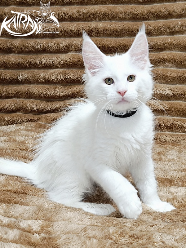 Katran Jenna - Kitten maine-coon 2 months 1 week