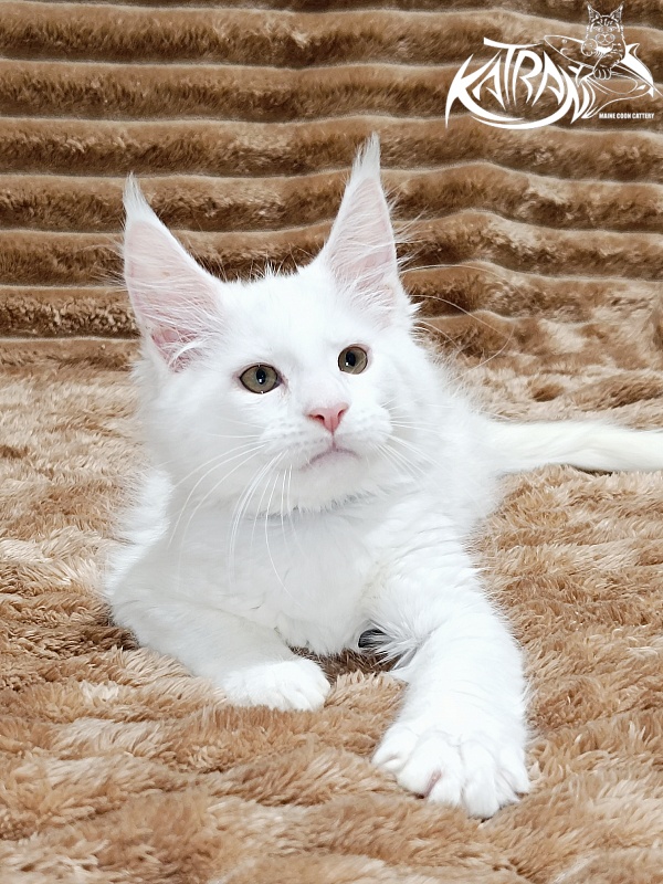 Katran Jenna - Kitten maine-coon 2 months 1 week