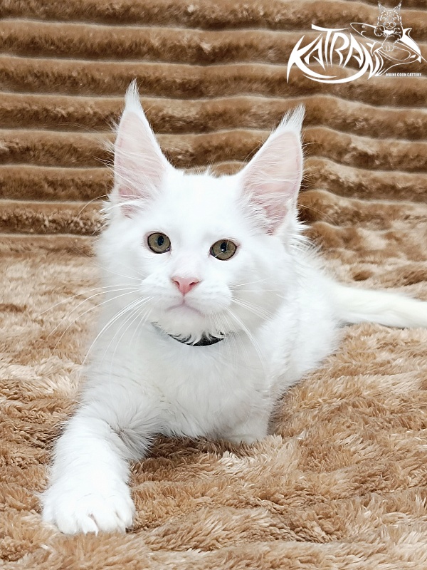 Katran Jenna - Kitten maine-coon 2 months 1 week