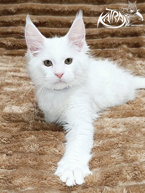 Katran Jenna - Kitten maine-coon 2 months 1 week