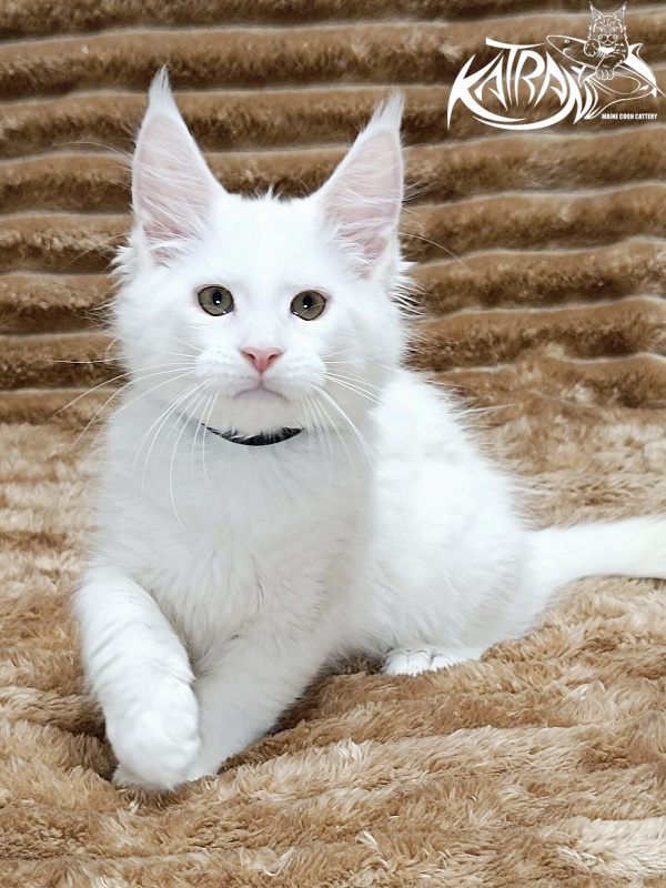 Katran Jenna - Kitten maine-coon 2 months 1 week