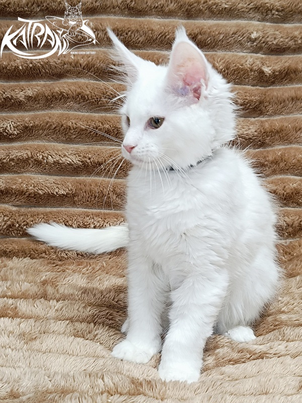 Katran Jenna - Kitten maine-coon 2 months 1 week