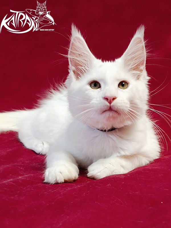 Katran Jenna - Kitten maine-coon 3 months