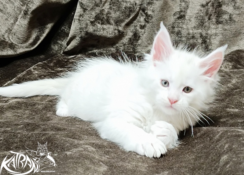Katran Jenna - Kitten maine-coon 1 month 2 weeks