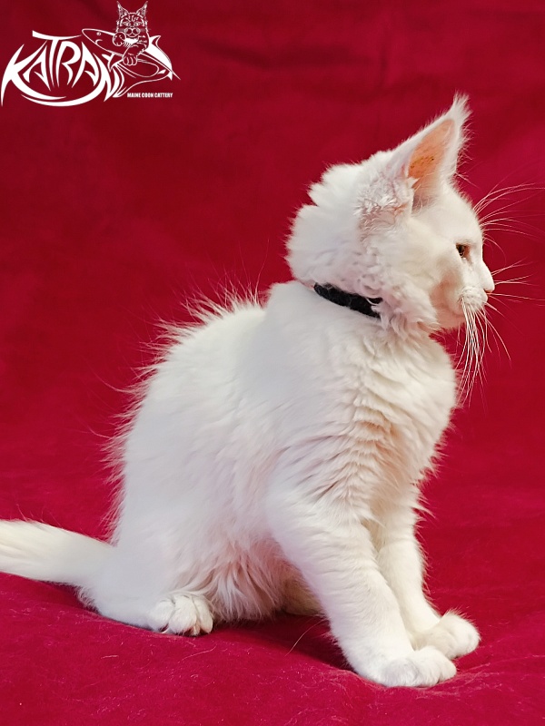 Katran Jenna - Kitten maine-coon 3 months