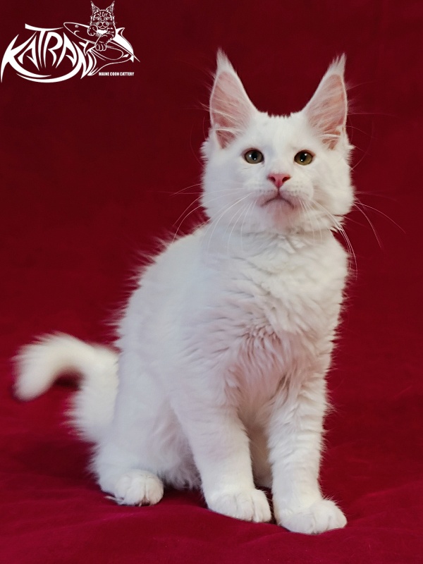 Katran Jenna - Kitten maine-coon 3 months