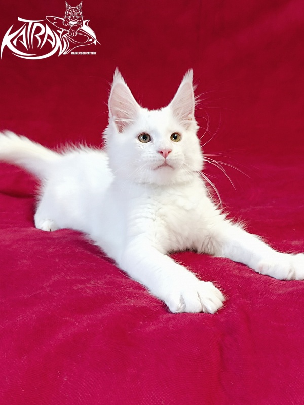 Katran Jenna - Kitten maine-coon 3 months