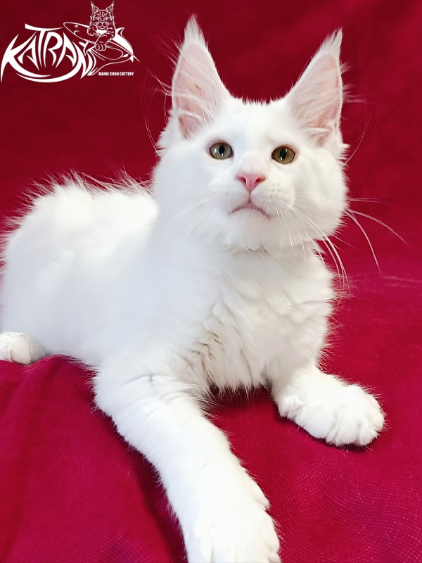 Katran Jenna - Kitten maine-coon 3 months