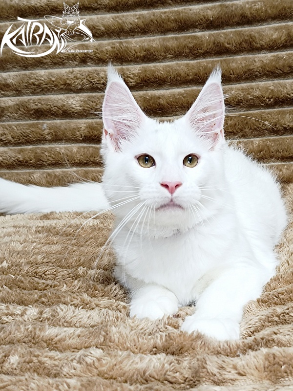 Katran Jenna - Kitten maine-coon 4 months