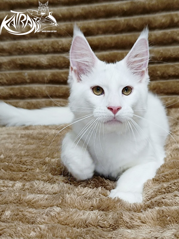 Katran Jenna - Kitten maine-coon 4 months