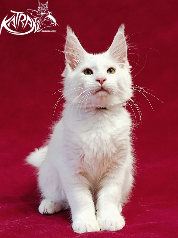 Katran Jenna - Kitten maine-coon 3 months