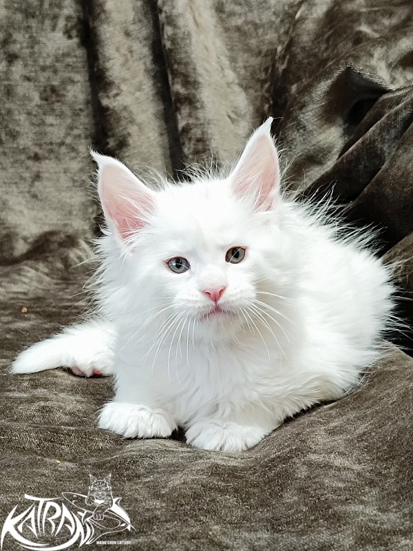 Katran Jenna - Kitten maine-coon 1 month 2 weeks