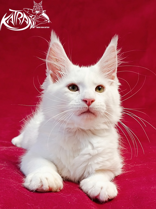 Katran Jenna - Kitten maine-coon 3 months