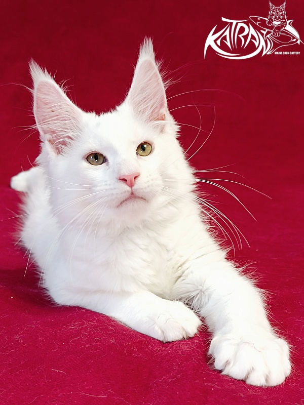 Katran Jenna - Kitten maine-coon 3 months