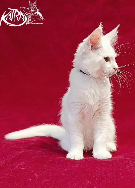 Katran Jenna - Kitten maine-coon 3 months