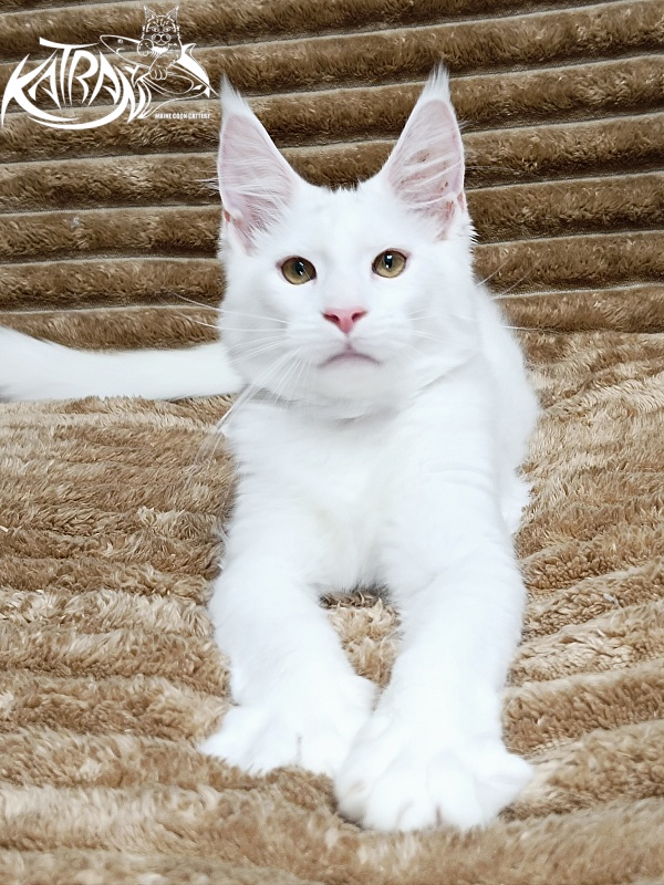 Katran Jenna - Kitten maine-coon 4 months