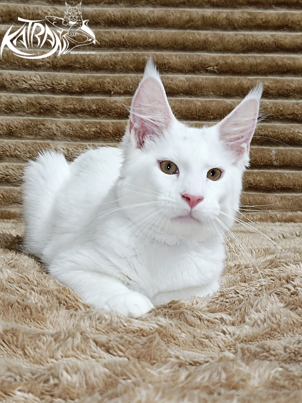 Katran Jenna - Kitten maine-coon 4 months