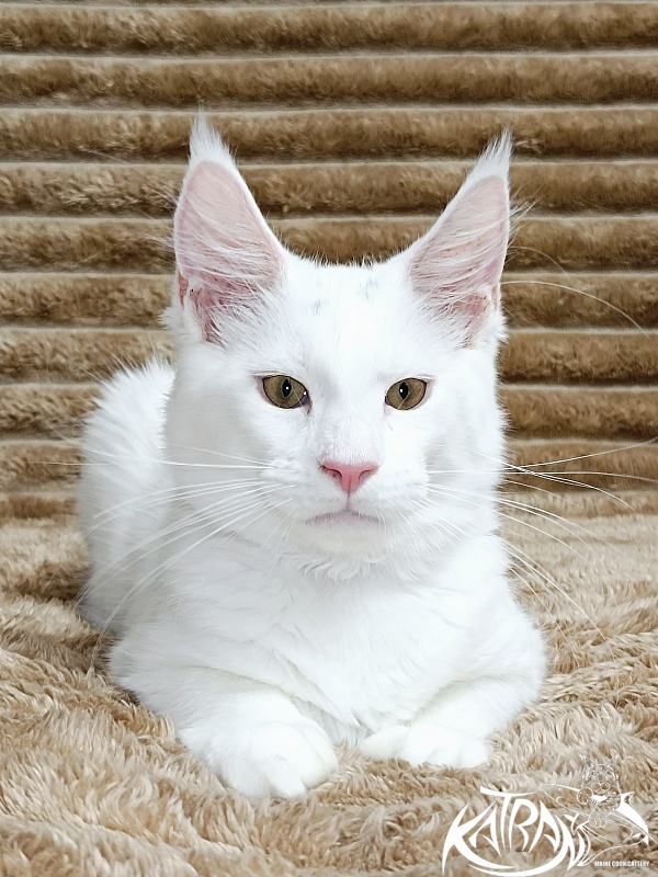 Katran Jenna - Kitten maine-coon 4 months