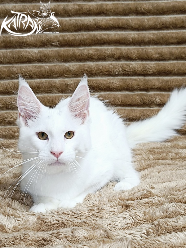 Katran Jenna - Kitten maine-coon 4 months