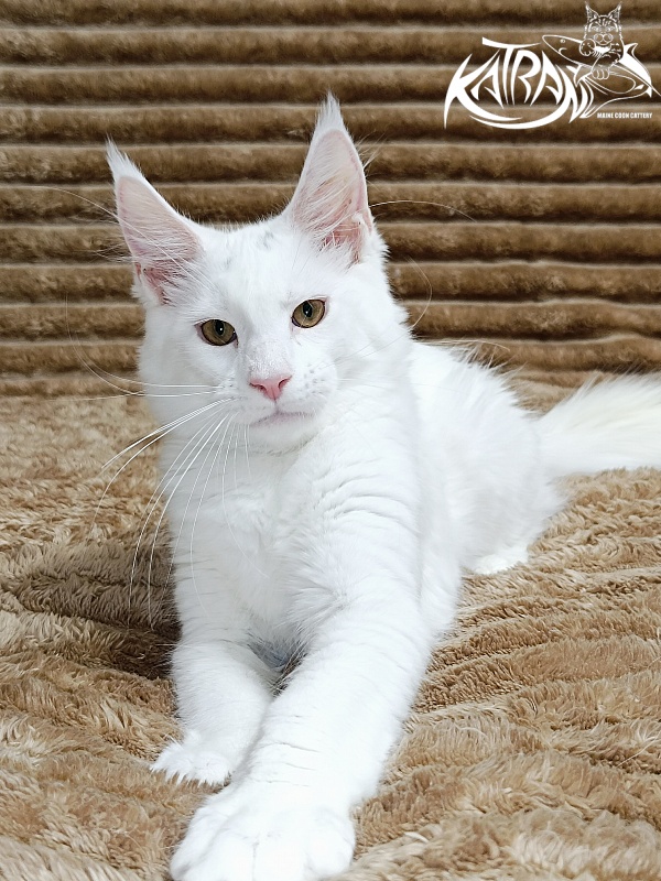 Katran Jenna - Kitten maine-coon 4 months