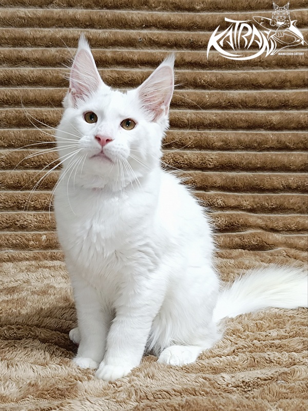 Katran Jenna - Kitten maine-coon 4 months