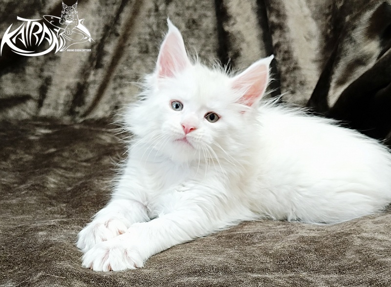 Katran Jenna - Kitten maine-coon 1 month 2 weeks