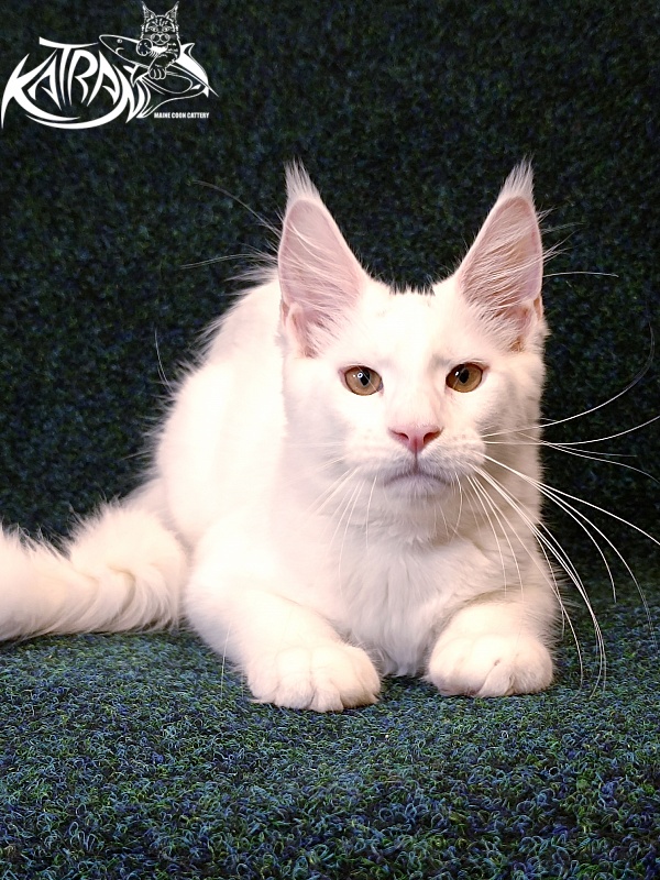 Katran Jenna - Kitten maine-coon 4 months 3 weeks