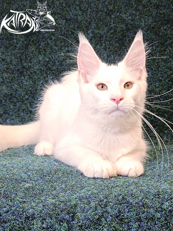Katran Jenna - Kitten maine-coon 4 months 3 weeks