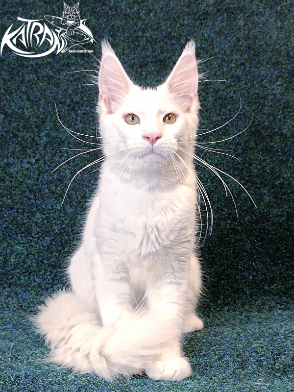 Katran Jenna - Kitten maine-coon 4 months 3 weeks