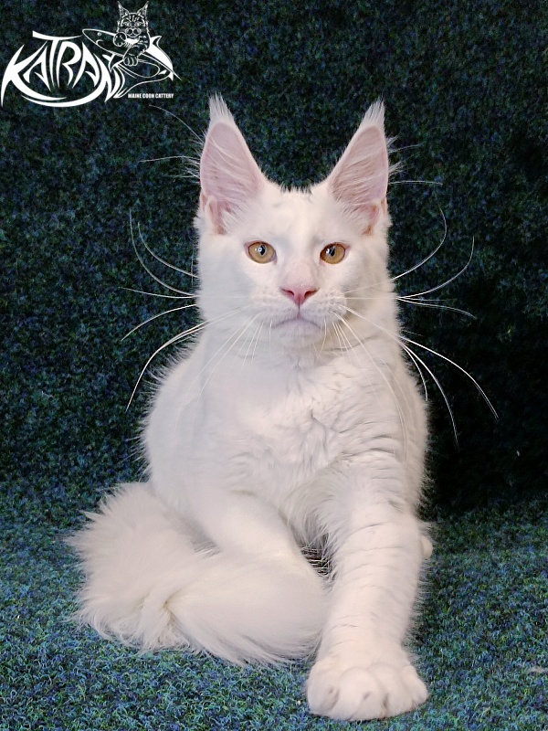 Katran Jenna - Kitten maine-coon 4 months 3 weeks