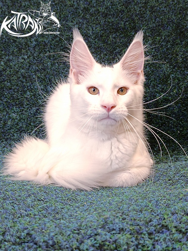 Katran Jenna - Kitten maine-coon 4 months 3 weeks