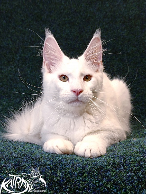 Katran Jenna - Kitten maine-coon 4 months 3 weeks