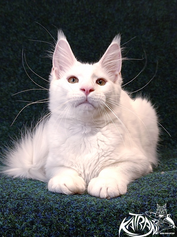 Katran Jenna - Kitten maine-coon 4 months 3 weeks