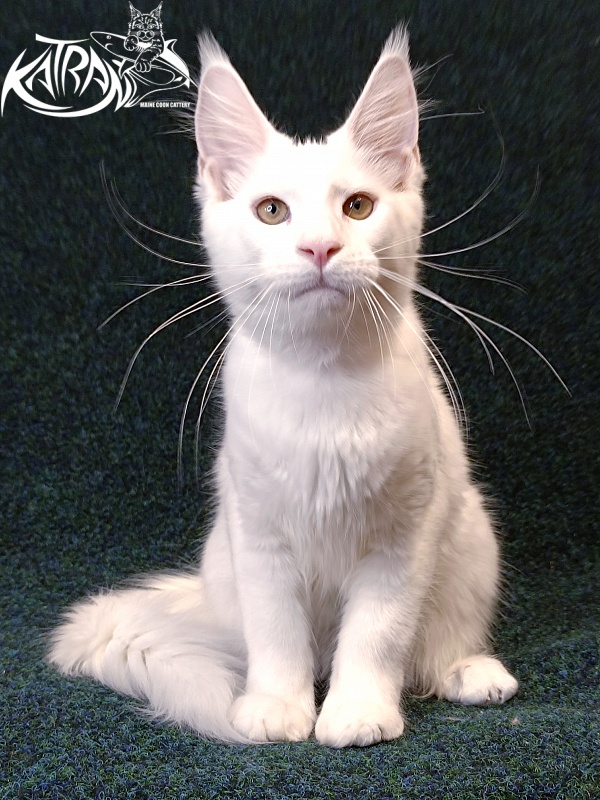 Katran Jenna - Kitten maine-coon 4 months 3 weeks