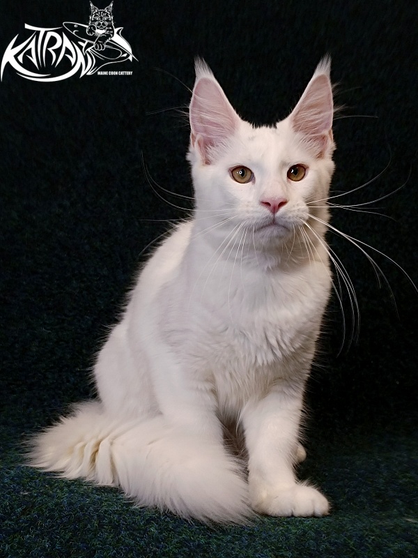 Katran Jenna - Kitten maine-coon 4 months 3 weeks