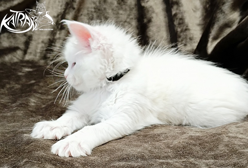 Katran Jenna - Kitten maine-coon 1 month 2 weeks